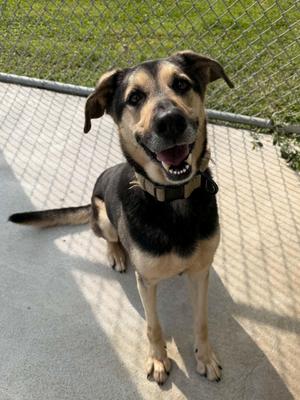 Zeus, Treeing Walker Coonhound / German Shepherd Dog, adult, available for adoption