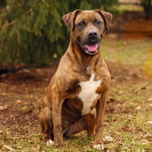 Rivka, Boxer, adult, available for adoption