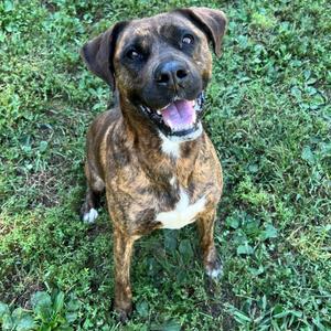 Rivka, Boxer, adult, available for adoption
