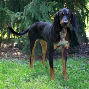 Bambi, Hound, Black and Tan Coonhound, adult, available for adoption