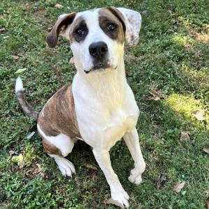 Lottie, Terrier, Pit Bull, adult, available for adoption