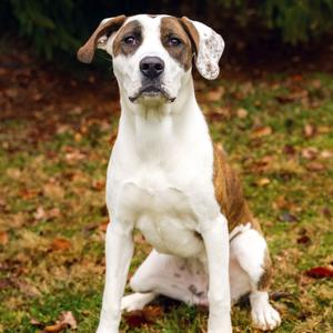 Lottie, Terrier, Pit Bull, adult, available for adoption