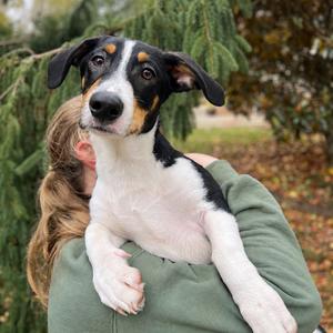 Porter, Hound, Basset, puppy, available for adoption
