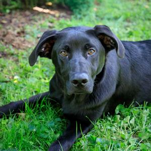 Hunter, Shepherd, German, young, available for adoption