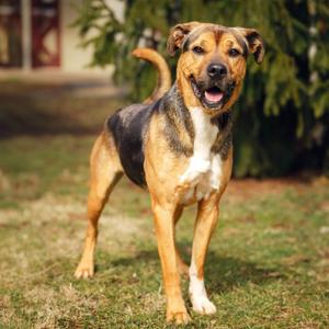 Waffles, Hound, adult, available for adoption