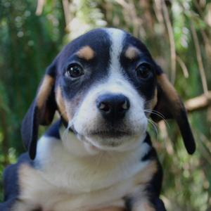 Anaheim, Beagle, puppy, available for adoption