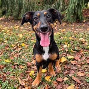 Poloma, Dachshund, adult, available for adoption