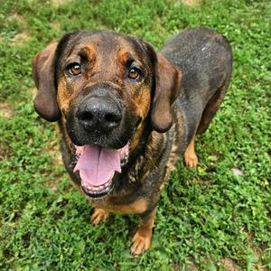 Daisy, Bloodhound, adult, available for adoption