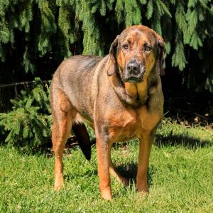 Daisy, Bloodhound, adult, available for adoption