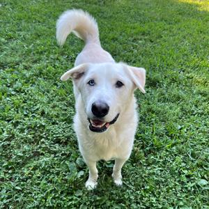 Dakota, Husky, adult, available for adoption