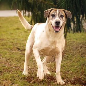 Rum, Hound, senior, available for adoption