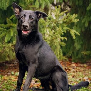 Lorraine, Shepherd, adult, available for adoption