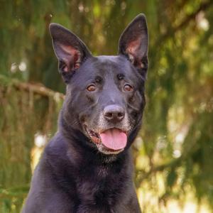 Ziggy, Shepherd, German, senior, available for adoption