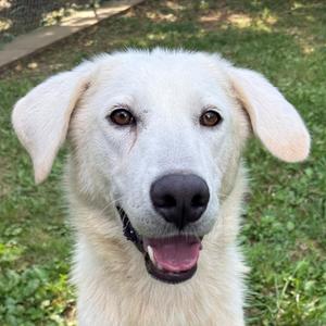 Marnie, Pyrenees, Great, adult, available for adoption