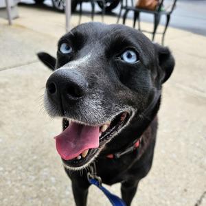Azure, Husky, adult, available for adoption