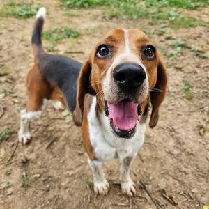 A happy beagle dog standing on a dirt path, looking up with its mouth open and tongue out.
