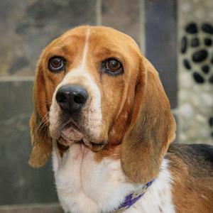 Bubba, Beagle, adult, available for adoption