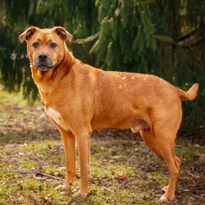 Spartacus, Boxer, adult, available for adoption