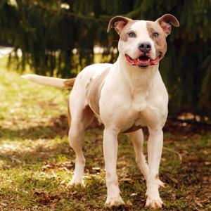 Dexter, Terrier, Pit Bull, adult, available for adoption