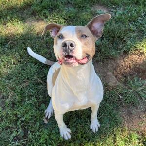 Dexter, Terrier, Pit Bull, adult, available for adoption