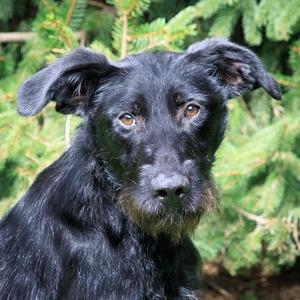 Lady, Terrier, Airedale, young, available for adoption