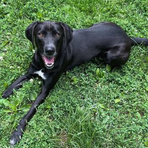 Hudson, Hound, adult, available for adoption
