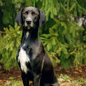 Hudson, Hound, adult, available for adoption
