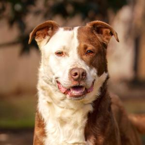 Cosmo, Terrier, Pit Bull, adult, available for adoption