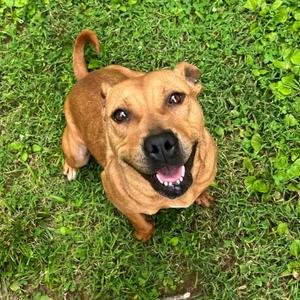 Florence, Terrier, Pit Bull, adult, available for adoption