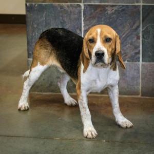 Barney, Beagle, adult, available for adoption