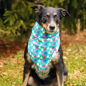 Oakley, Cattle Dog, Australian (Blue Heeler), adult, available for adoption
