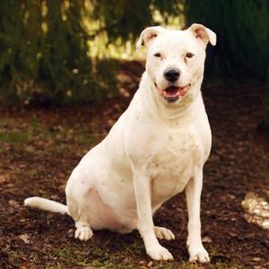 Jirby, Bulldog, American, adult, available for adoption