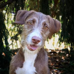 Brillo, Poodle, young, available for adoption