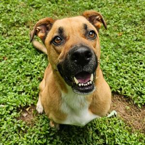Rocky, Boxer, adult, available for adoption