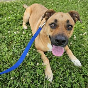 Rocky, Boxer, adult, available for adoption