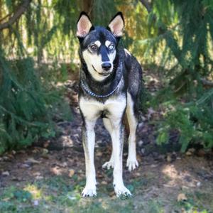 Ember, Husky, adult, available for adoption