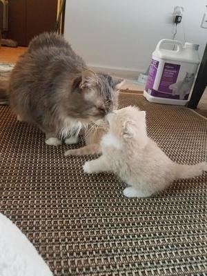 Mr. Greys Strays