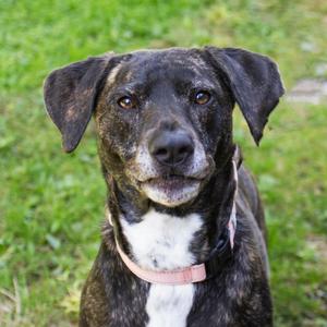 Mango, Terrier, American Pit Bull, adult, available for adoption