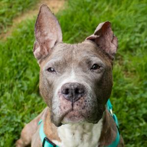 Angel, Terrier, Pit Bull, adult, available for adoption