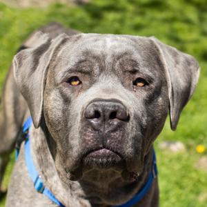Waylon, Mastiff, Cane Corso, adult, available for adoption