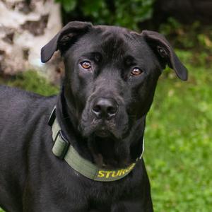 Sturgill, Retriever, Black Labrador, adult, available for adoption
