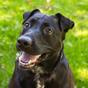 Lyiah, Mixed Breed (Medium), adult, available for adoption