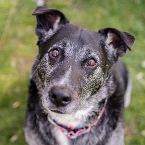 Rocky, Retriever, Labrador, adult, available for adoption