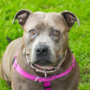 Miss Honey, Mixed Breed (Large), adult, available for adoption