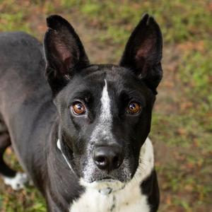 Walter, Mixed Breed (Medium), adult, available for adoption