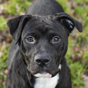 Quinn, Mixed Breed (Medium), adult, available for adoption