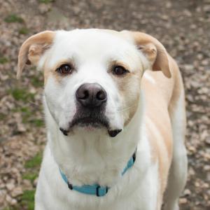A close-up headshot of a light-colored dog with tan markings and a blue collar, looking directly at the camera.