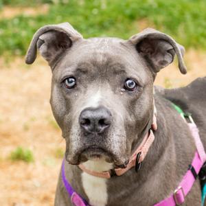 Shadow, Mixed Breed (Large), adult, available for adoption