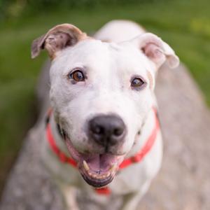 Clover, Terrier, Pit Bull, senior, available for adoption