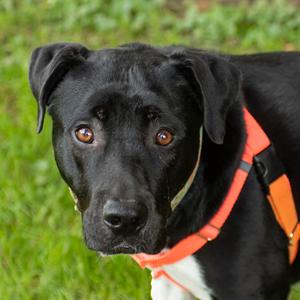 Winston, Mixed Breed (Medium), adult, available for adoption